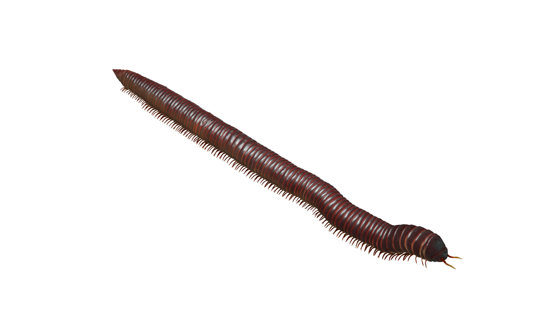 Giant African Millipede 3D model_32
