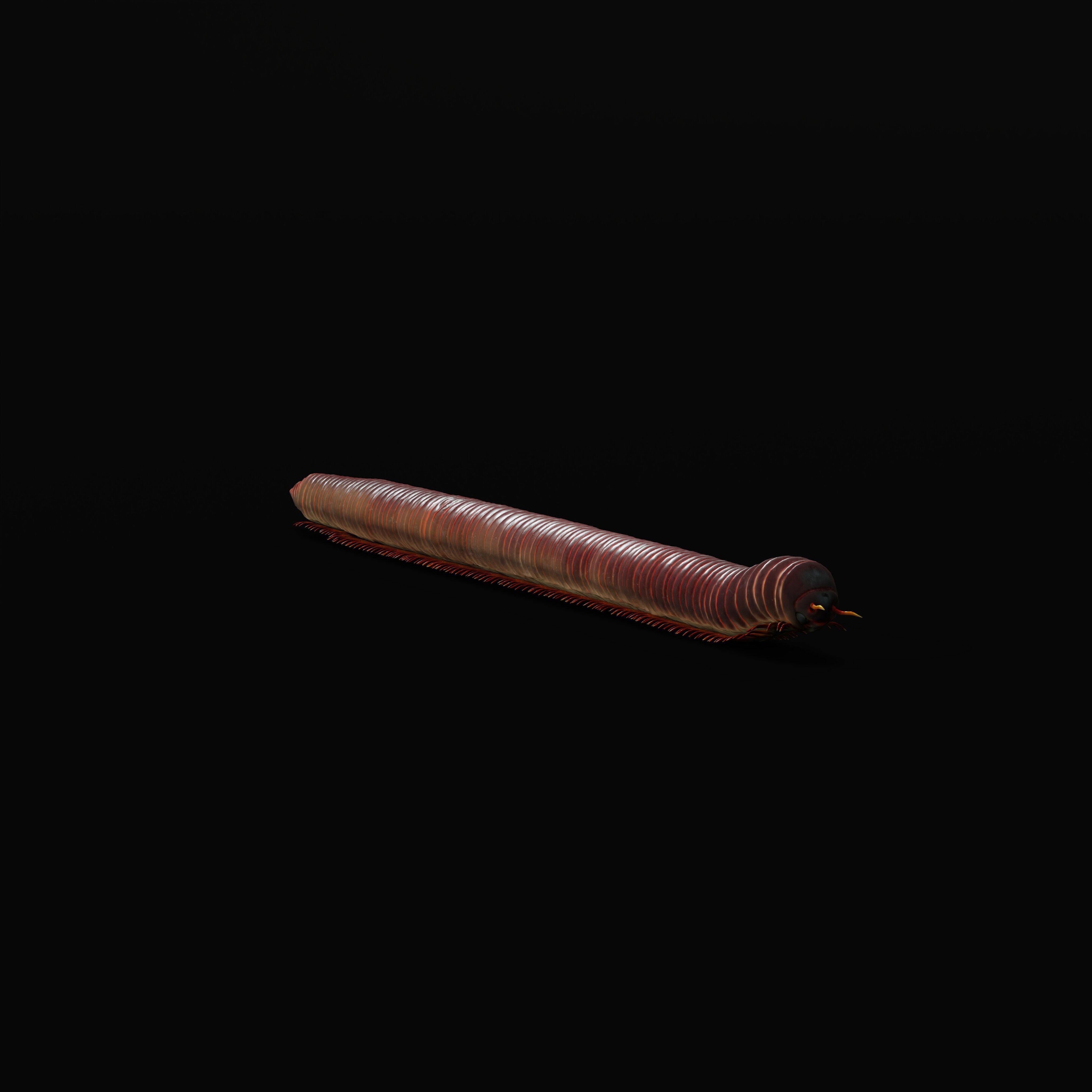 Giant African Millipede 3D model_43