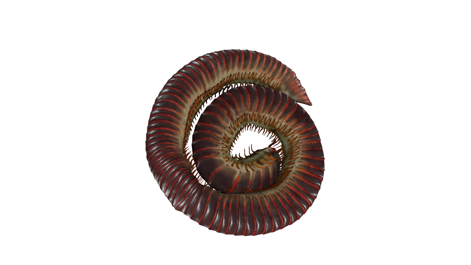 Giant African Millipede 3D model_31