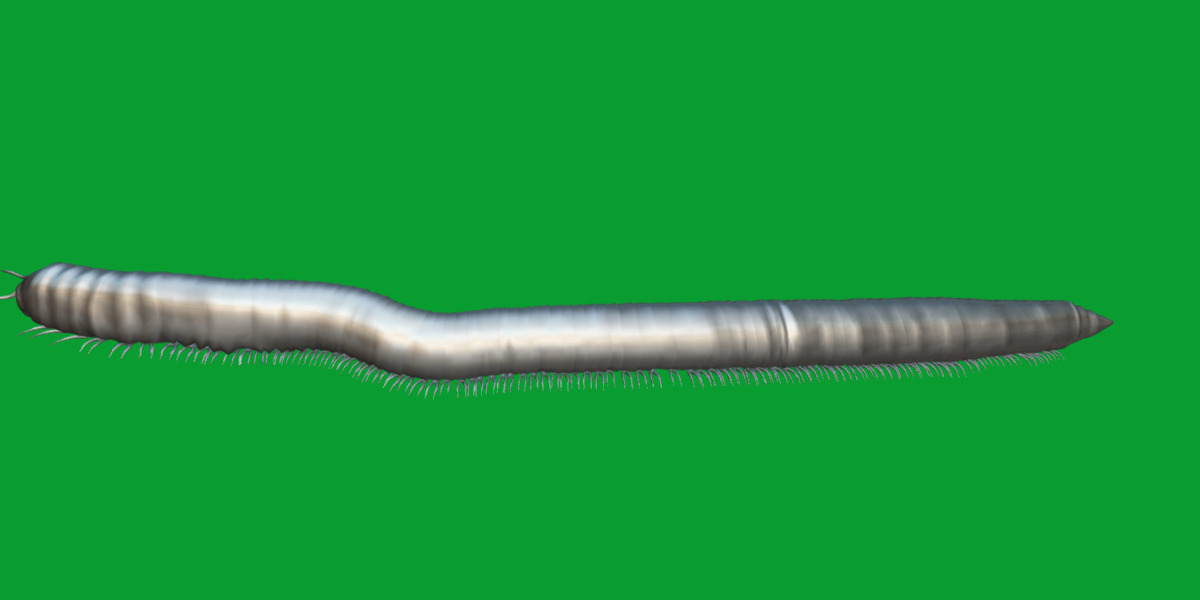 Giant African Millipede 3D model_7