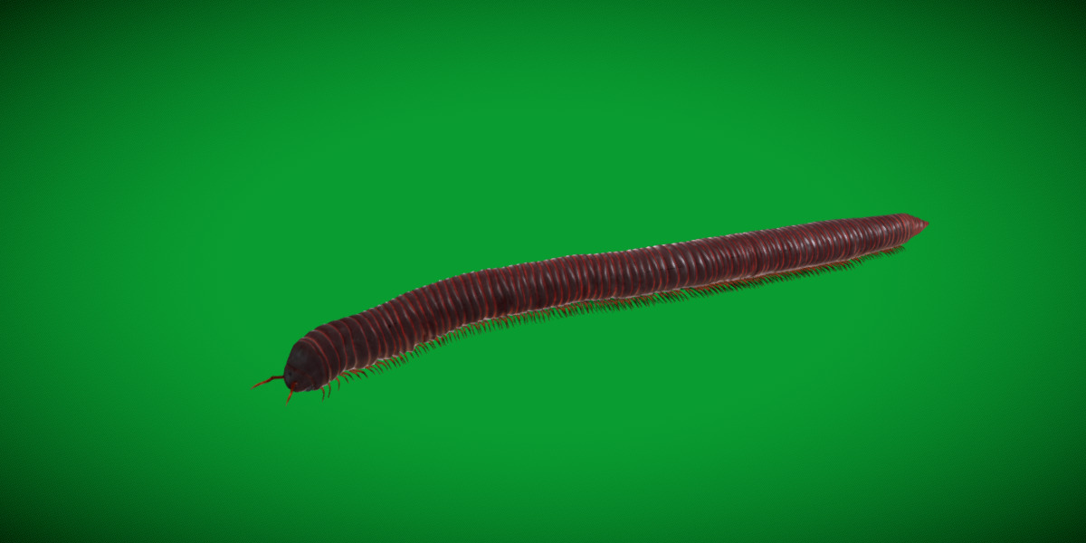 Giant African Millipede 3D model_25