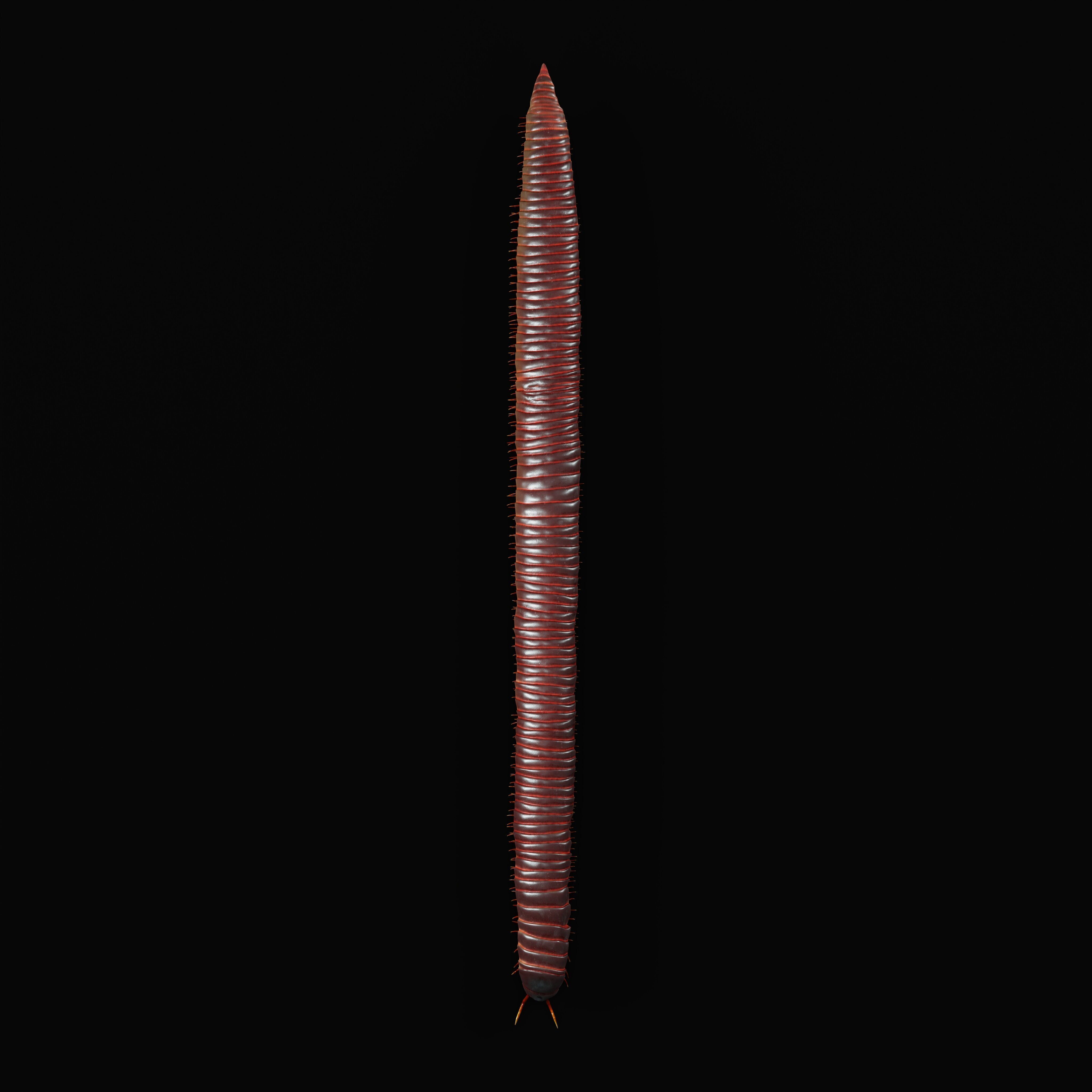 Giant African Millipede 3D model_39