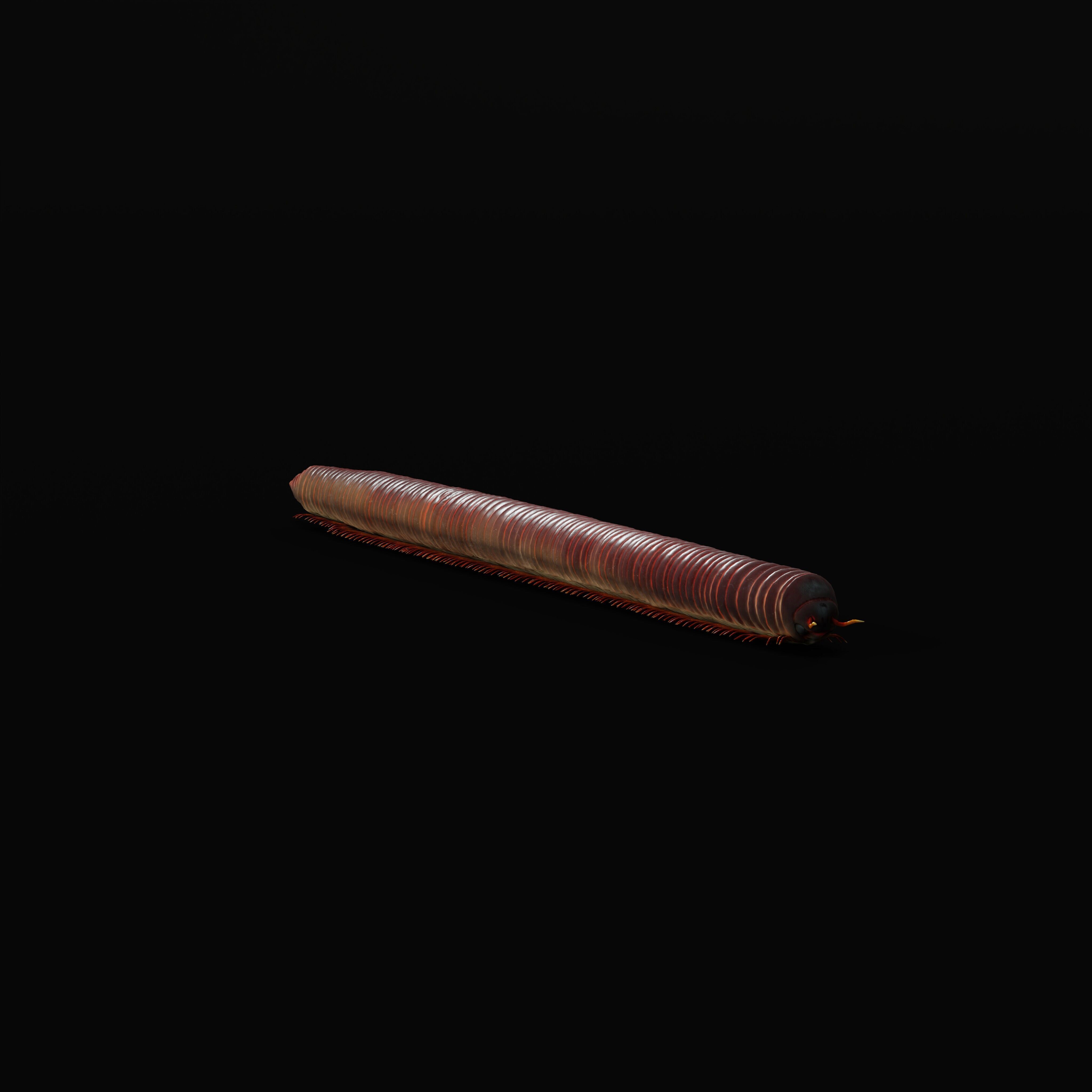 Giant African Millipede 3D model_38