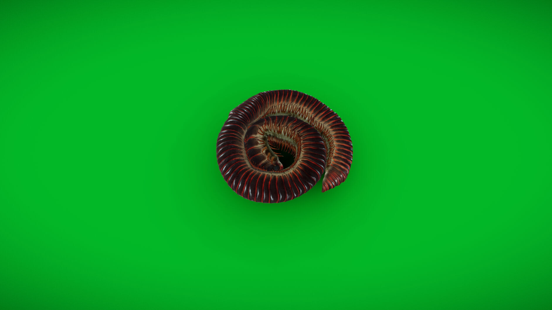 Giant African Millipede 3D model_35