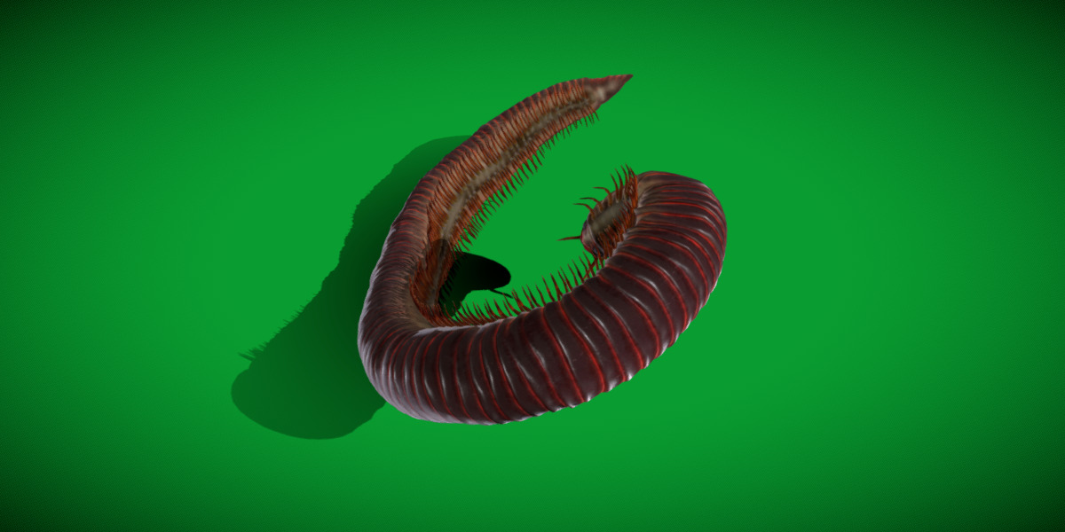Giant African Millipede 3D model_23