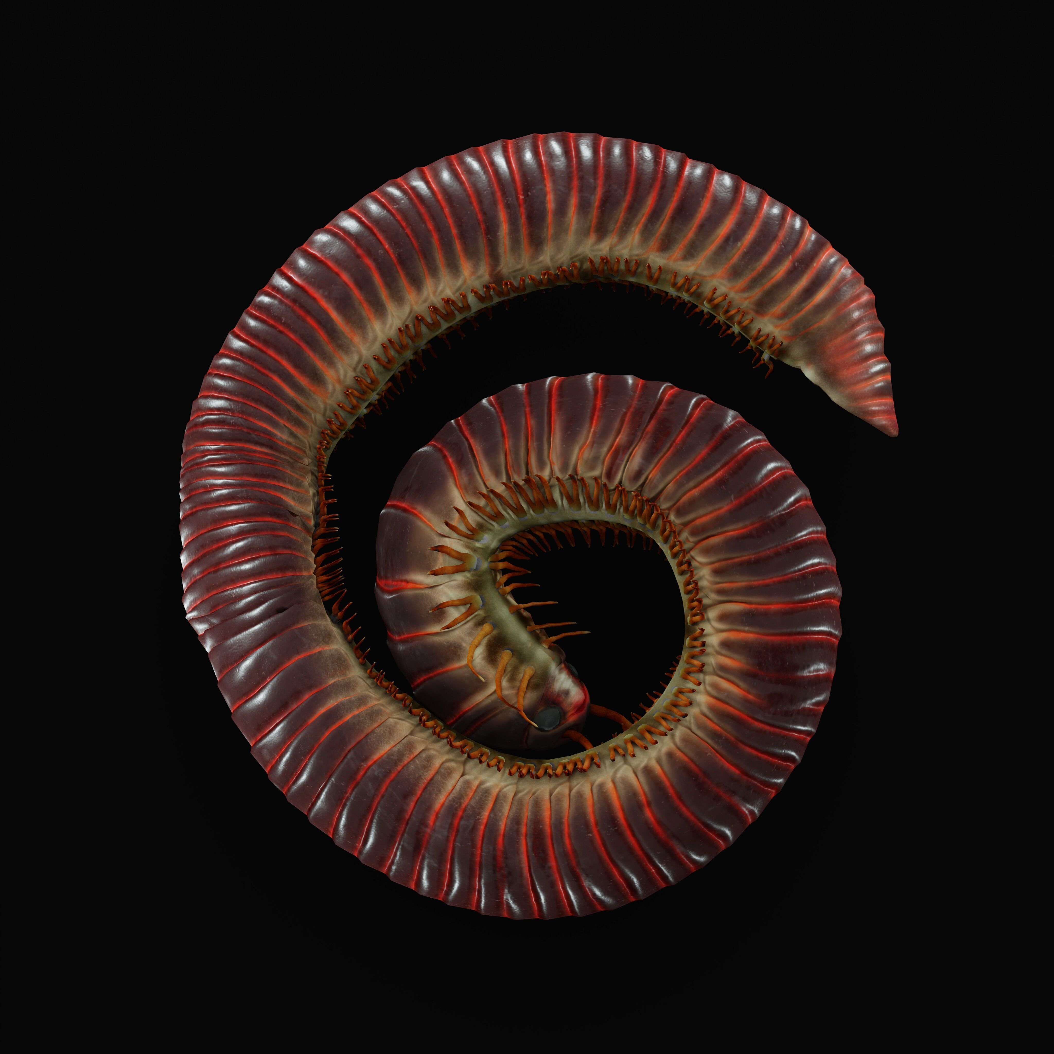 Giant African Millipede 3D model_40