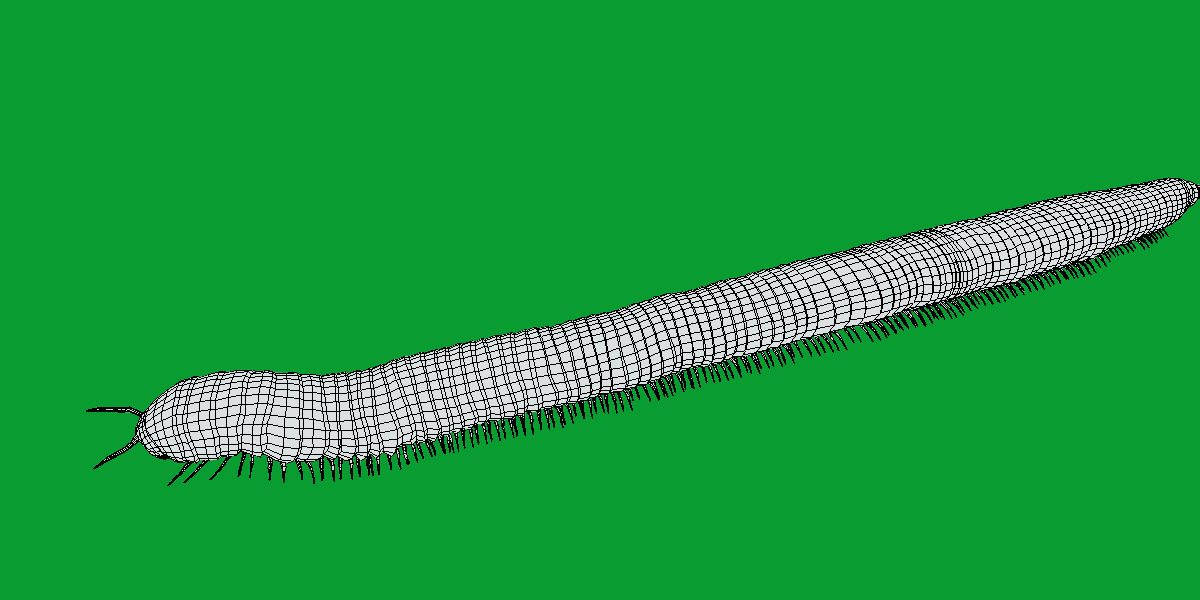 Giant African Millipede 3D model_11