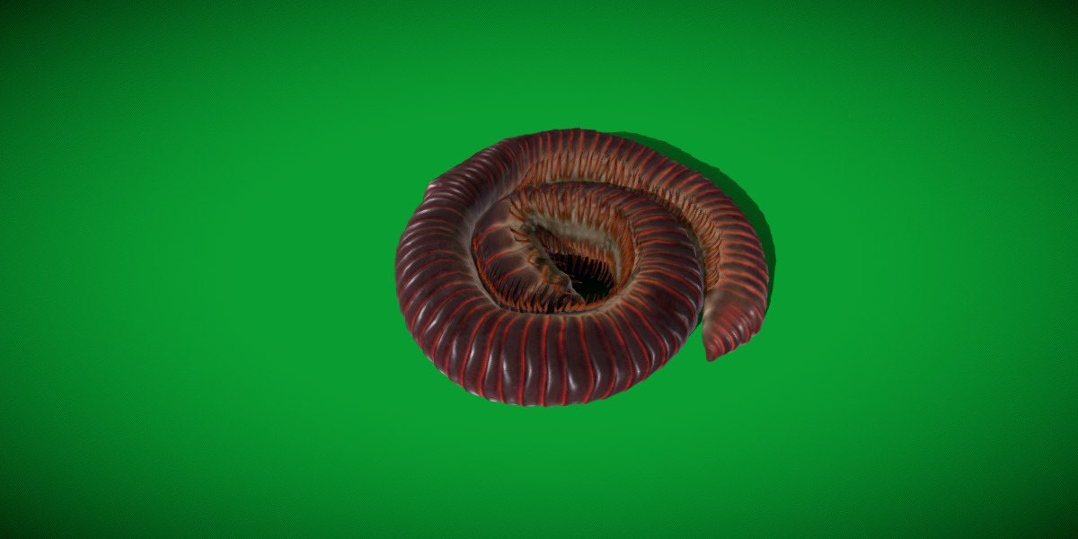 Giant African Millipede 3D model_30