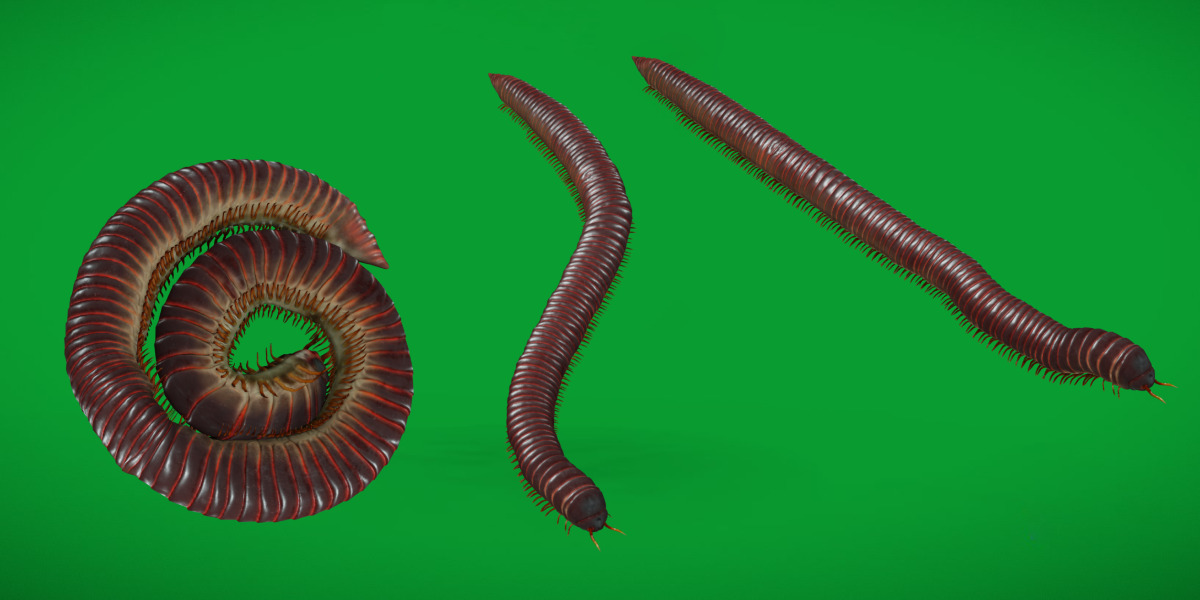 Giant African Millipede 3D model_34