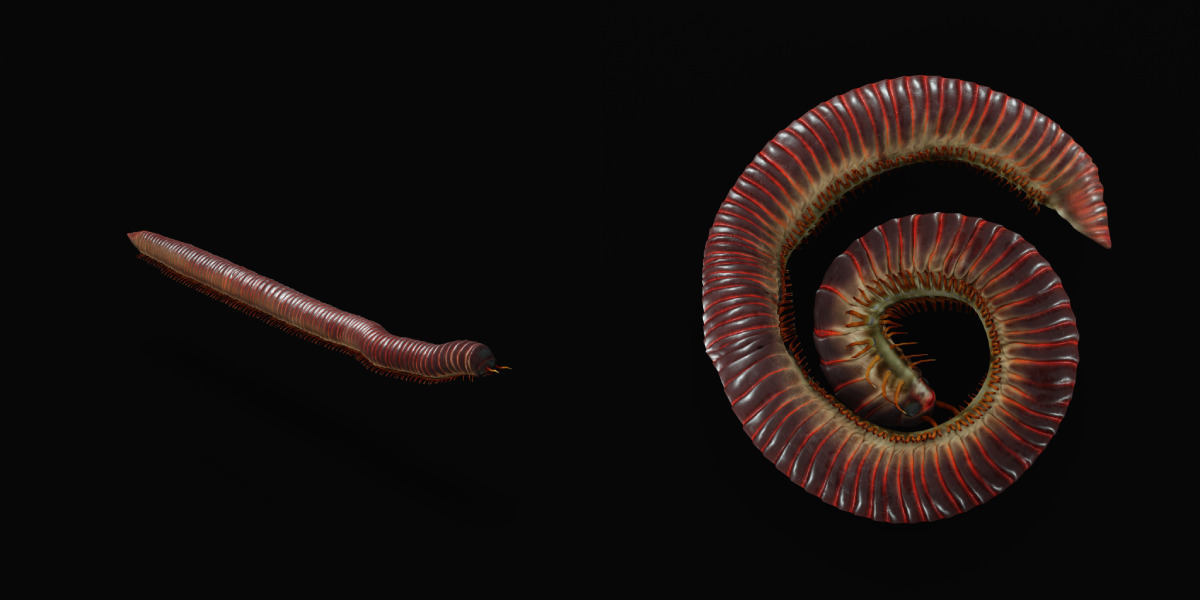 Giant African Millipede 3D model_5