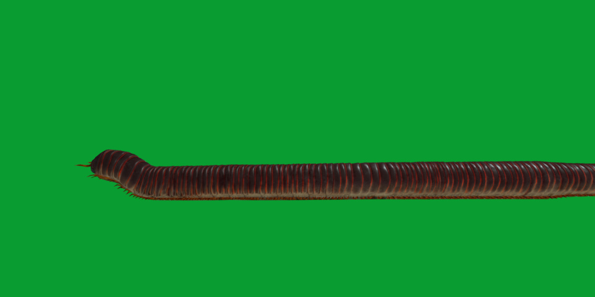 Giant African Millipede 3D model_16