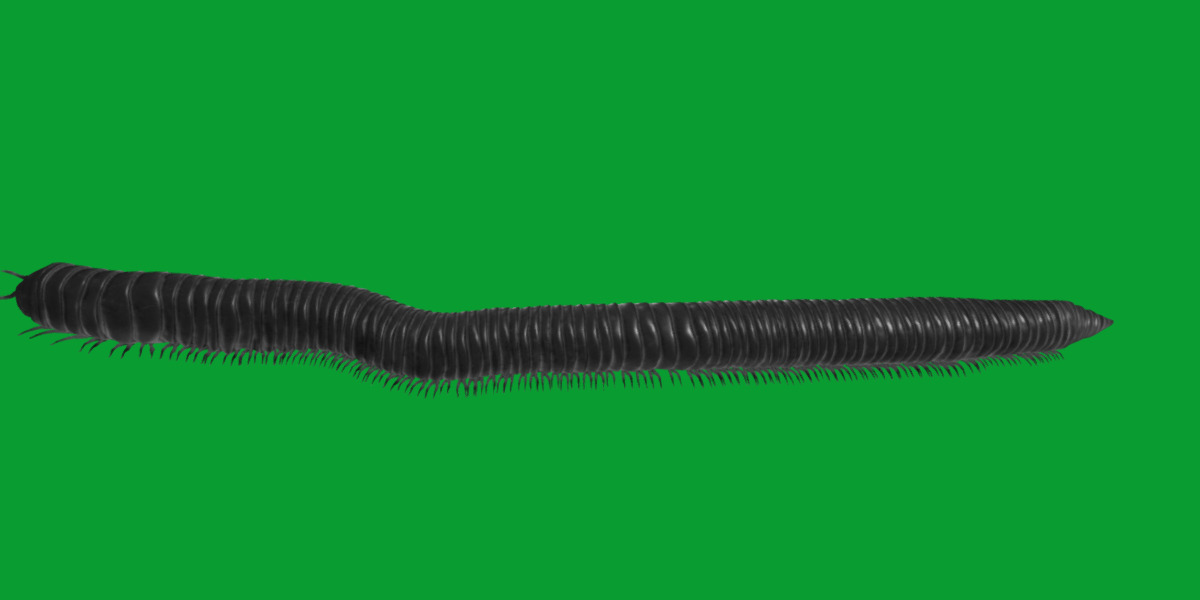Giant African Millipede 3D model_6