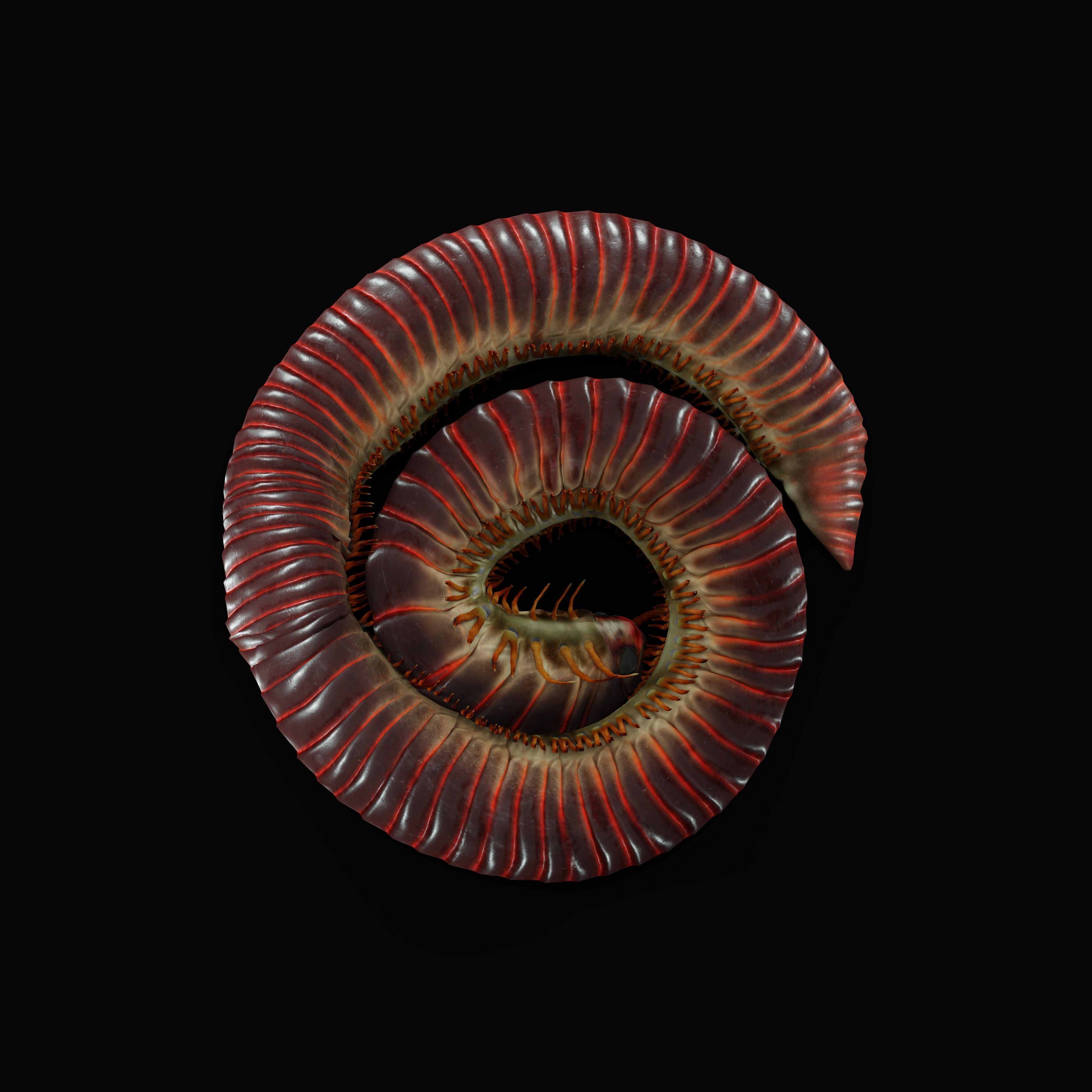 Giant African Millipede 3D model_41