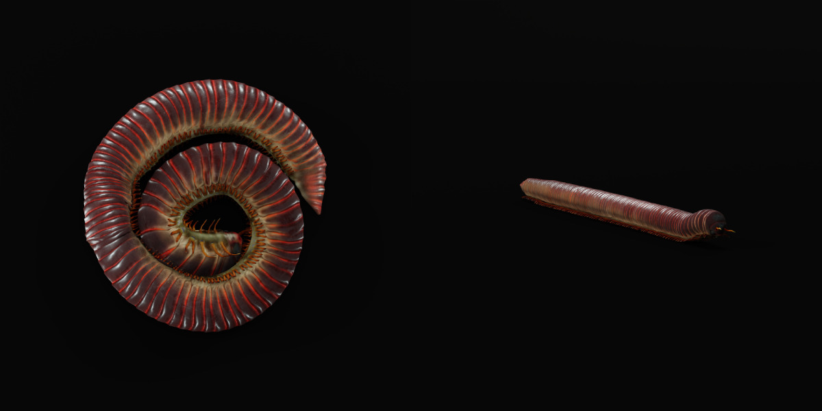 Giant African Millipede 3D model_2