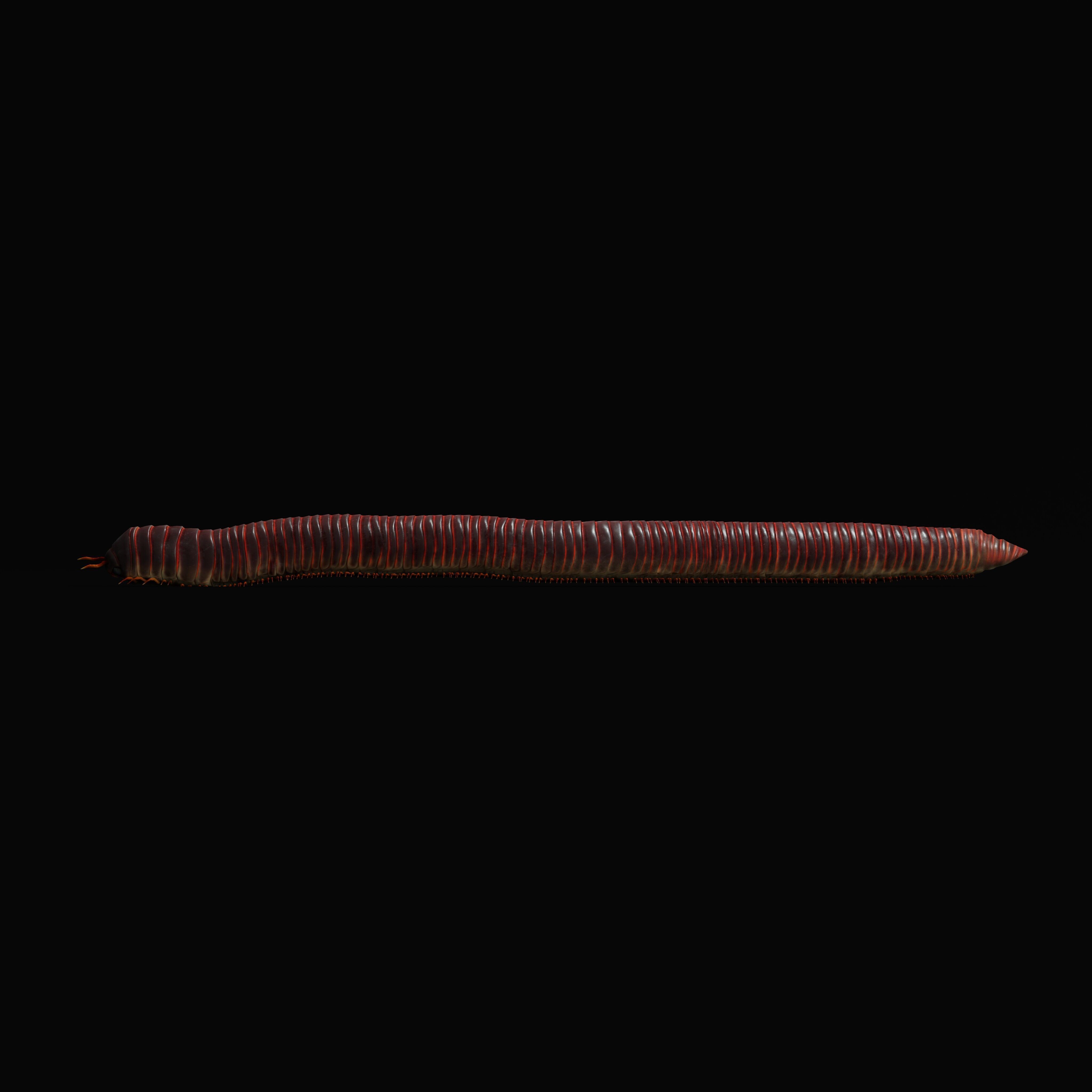 Giant African Millipede 3D model_44