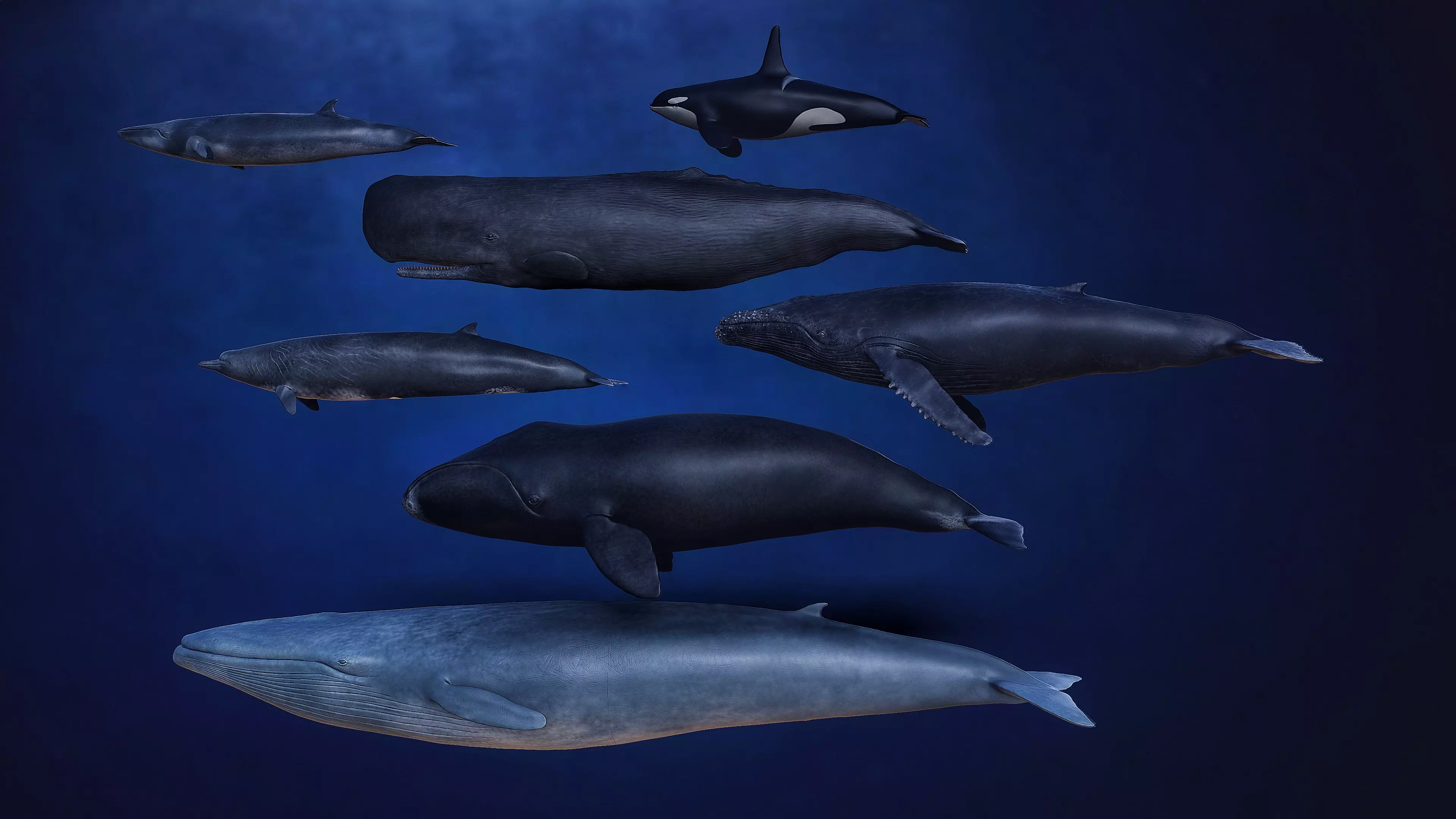 Cetacean collection 3D print model