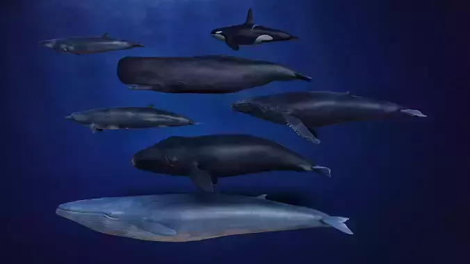 Cetacean collection 