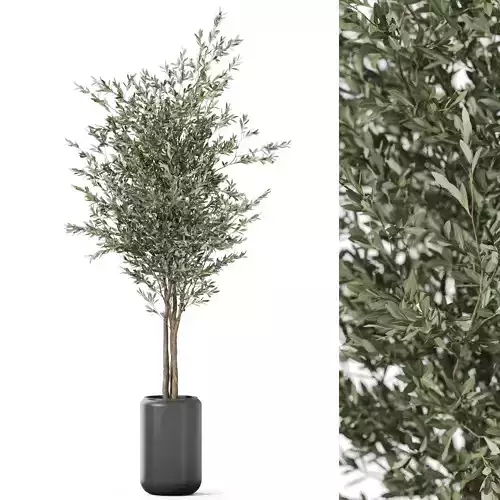 Plants collection 1185 3D model