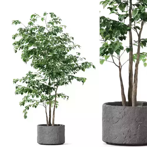 Plants collection 1187