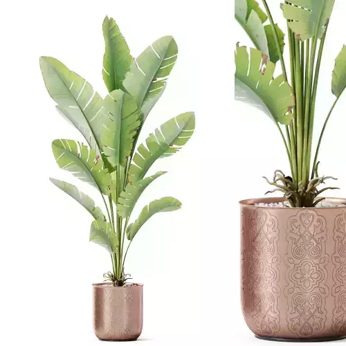 Plants collection 1189 3D model
