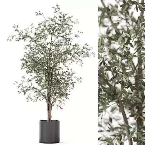 Plants collection 1192 3D model