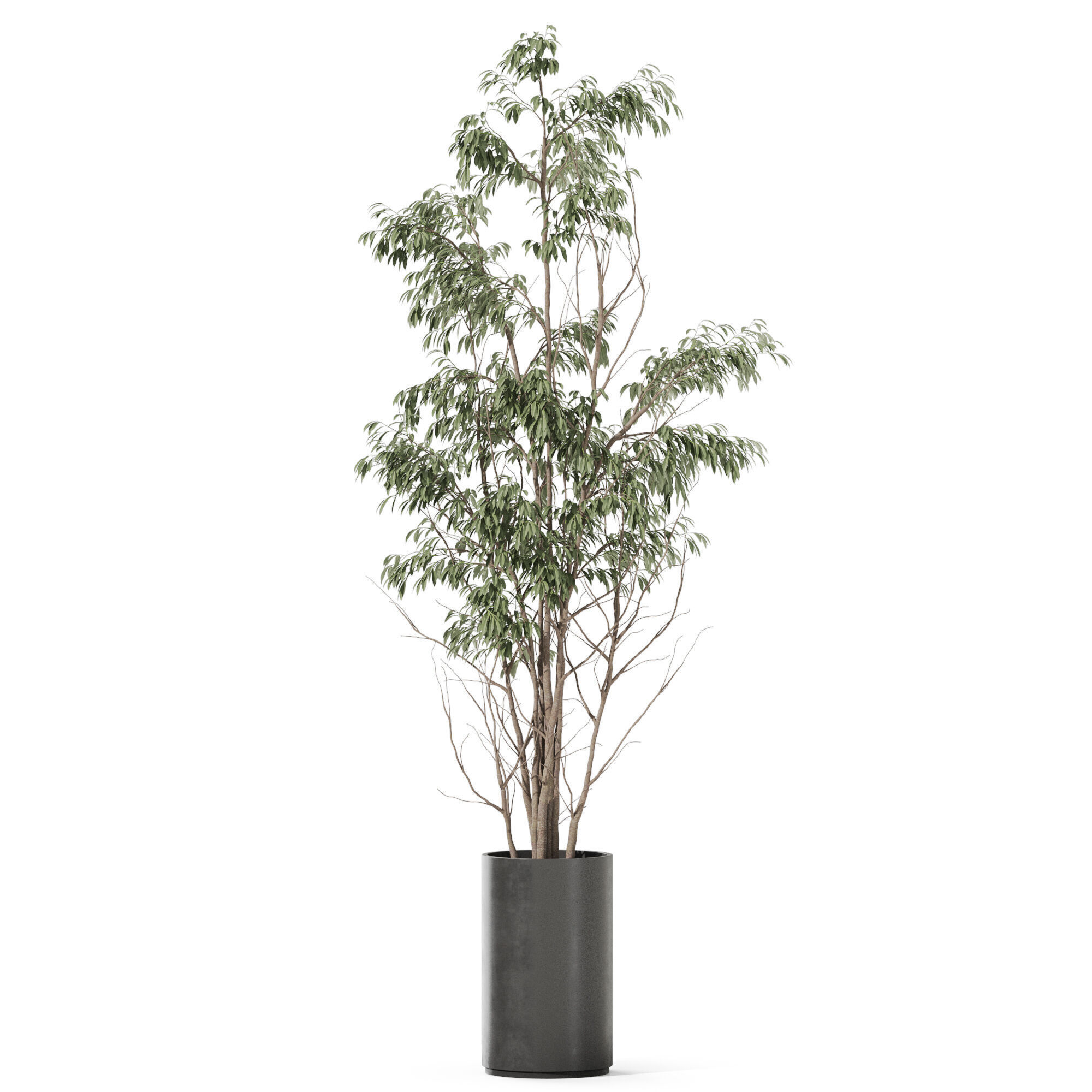 Plants collection 1193 3D model_1