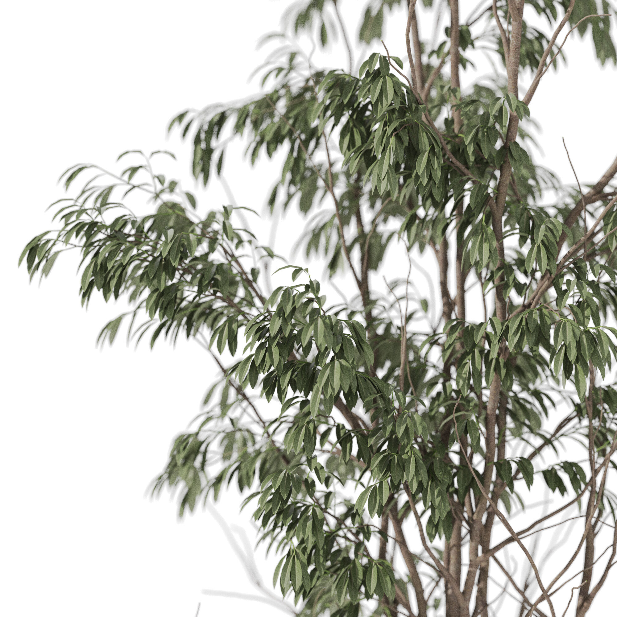 Plants collection 1193 3D model_2