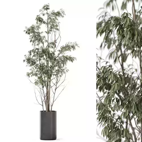 Plants collection 1193 3D model