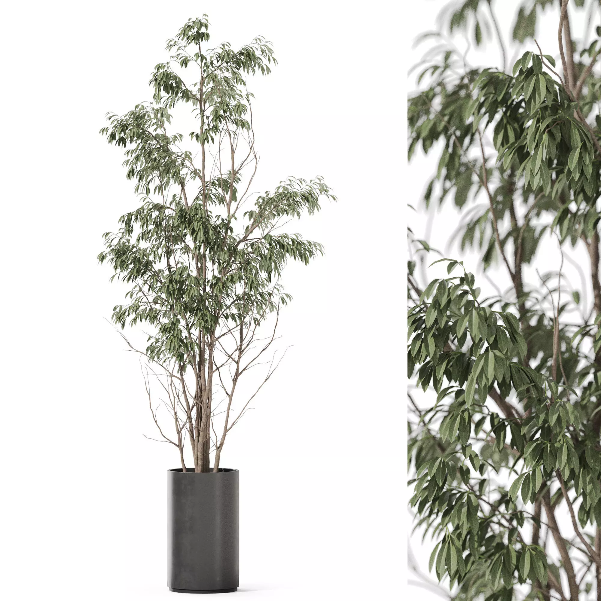 Plants collection 1193 3D model_0