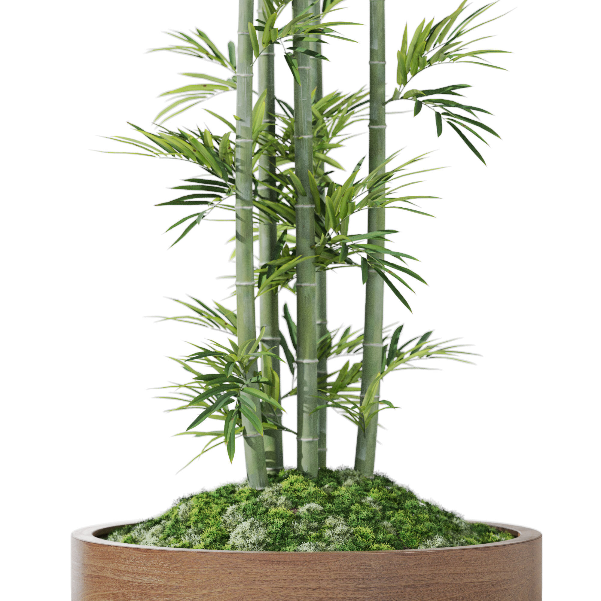 Plants collection 1194 3D model_2