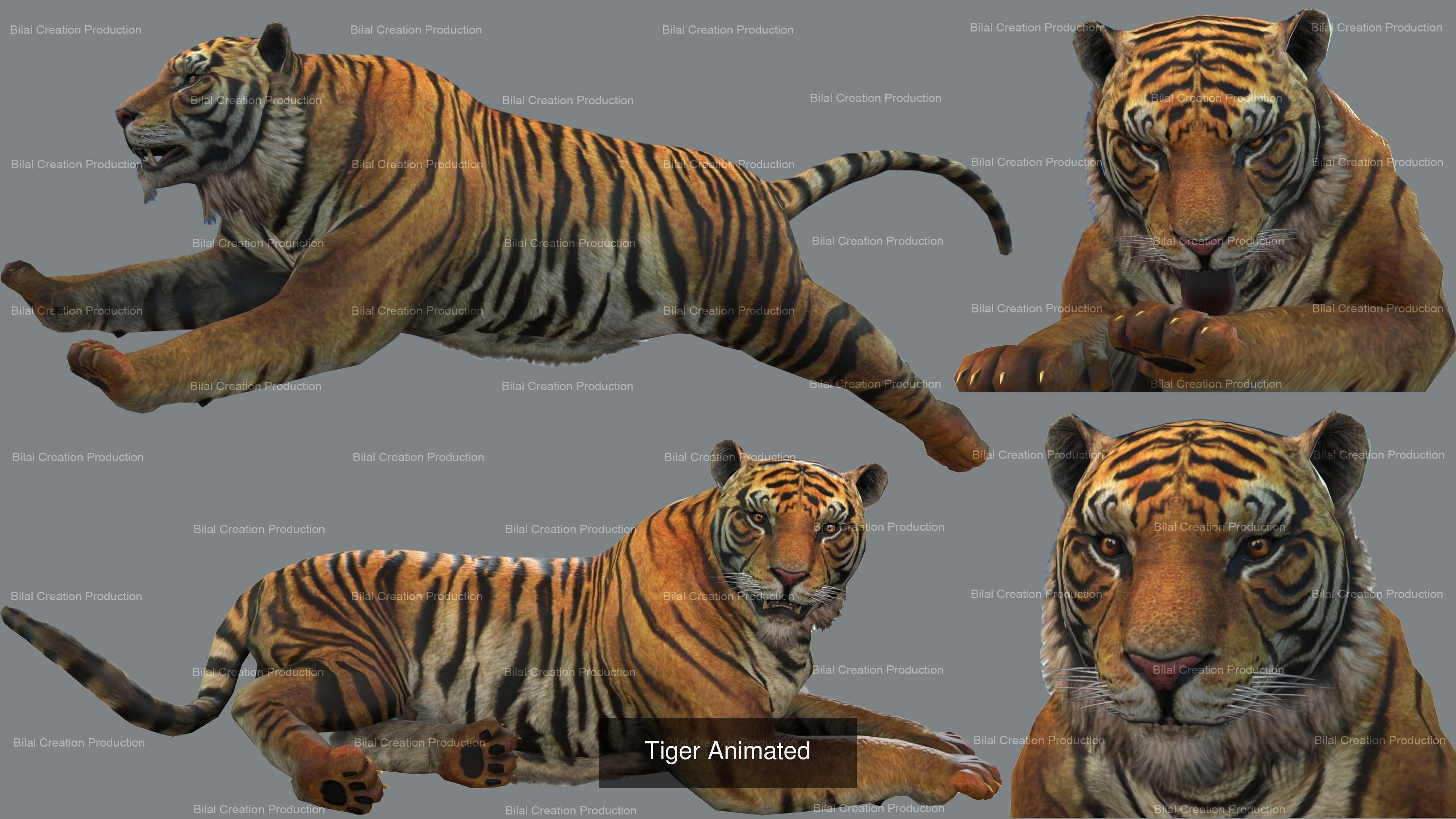 6 PACK OF LION TIGER CHEETAH PANTHER JAGUAR 3D Model Collection_10