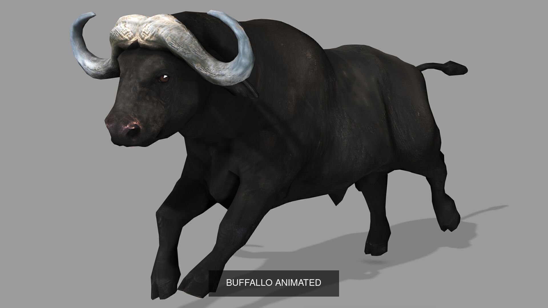 32 PACK OF REALISTIC WILD ANIMALS 3D Model Collection_72