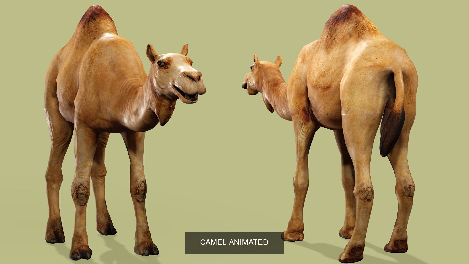 32 PACK OF REALISTIC WILD ANIMALS 3D Model Collection_74