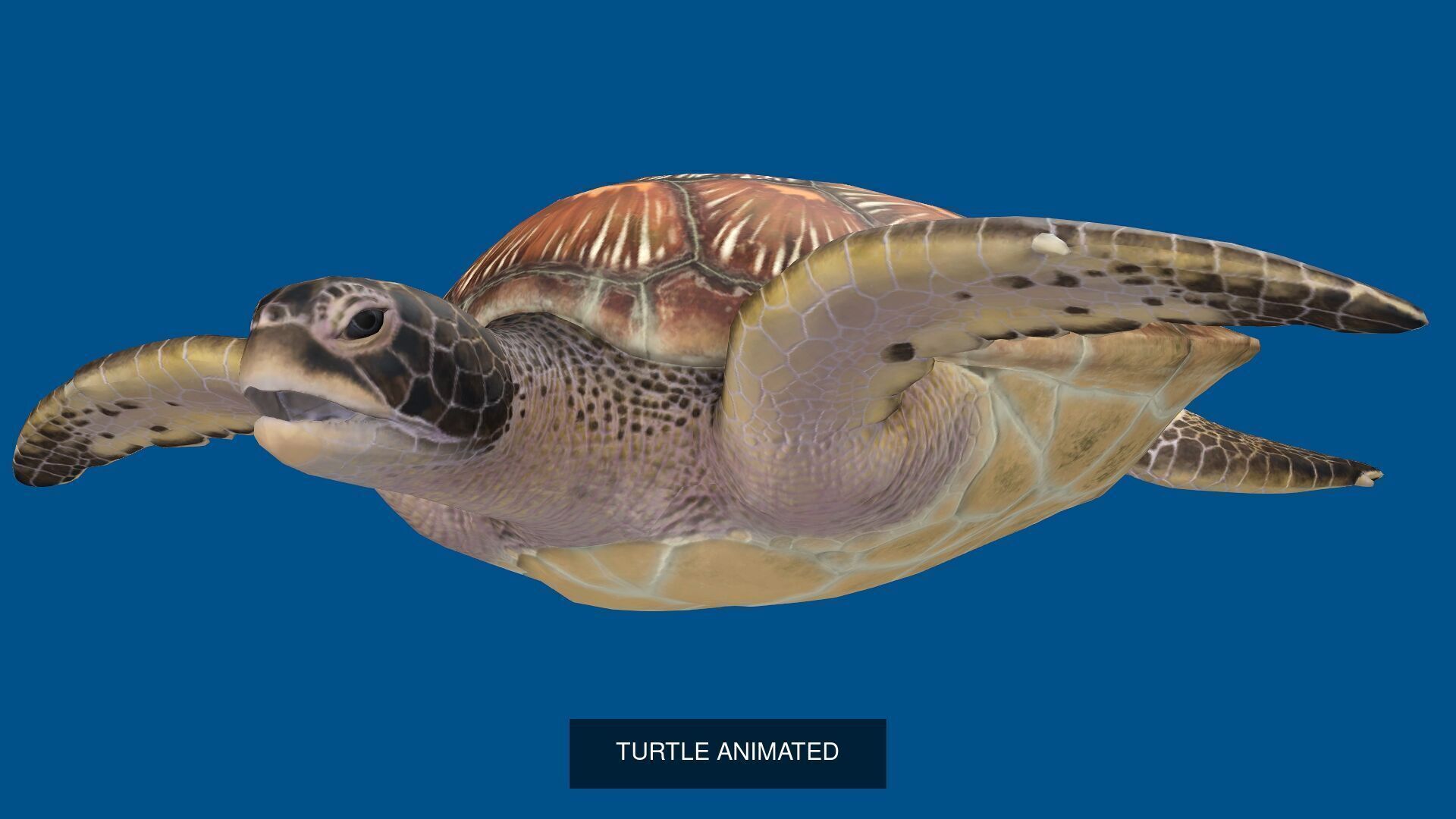 32 PACK OF REALISTIC WILD ANIMALS 3D Model Collection_69