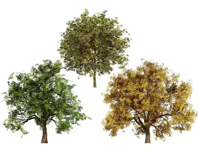 Flander Sycamore Pack Low-poly 3D model