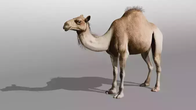 3D Camel Model Low-poly 3D model