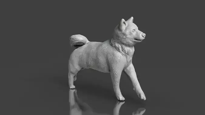 Realistic Shiba Inu dog run