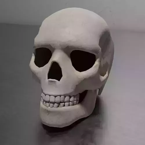 Human Male Skull