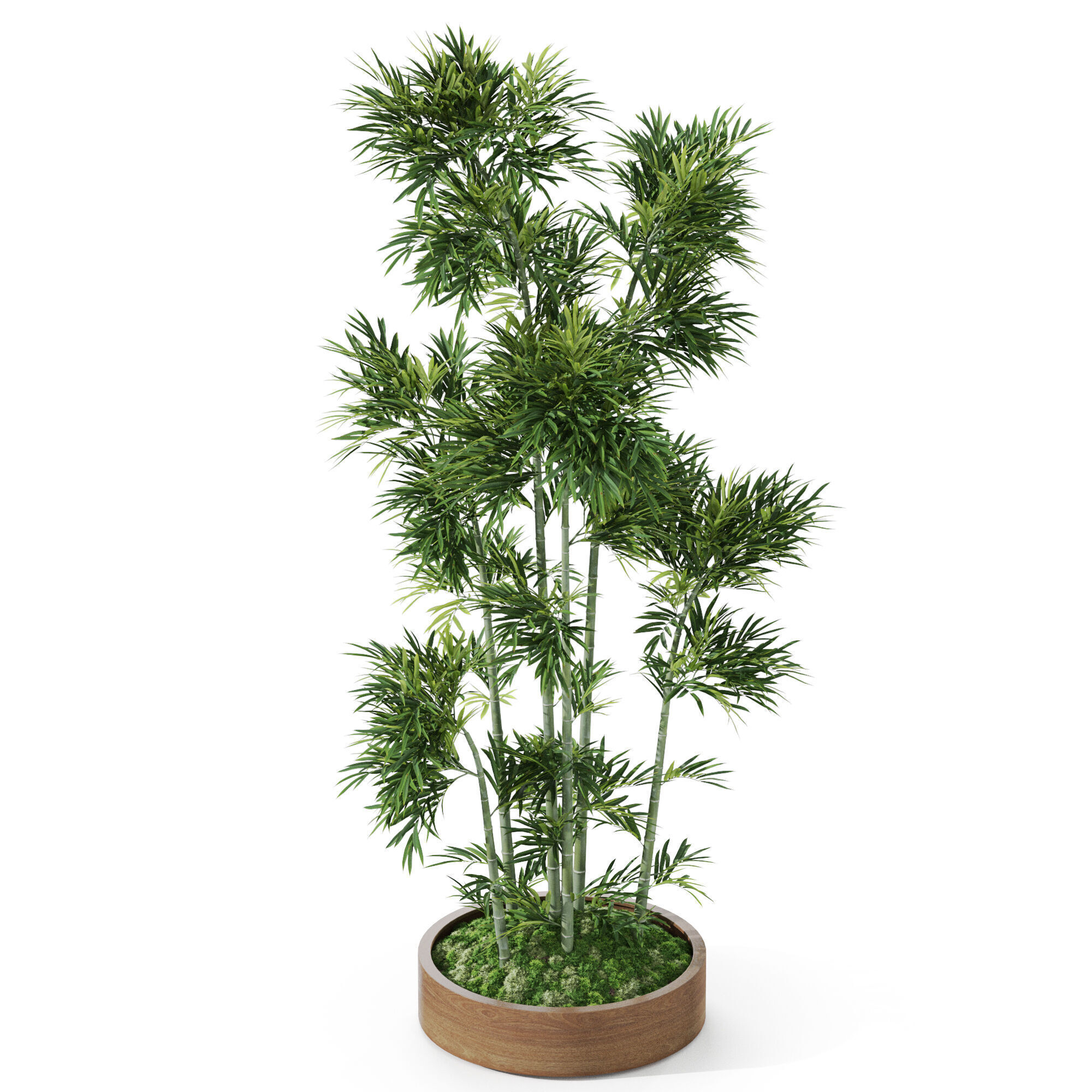 Plants collection 1195 3D model_3