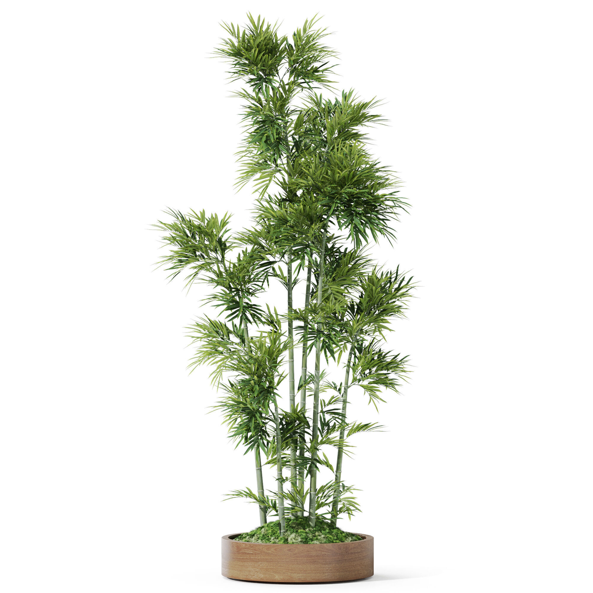 Plants collection 1195 3D model_1