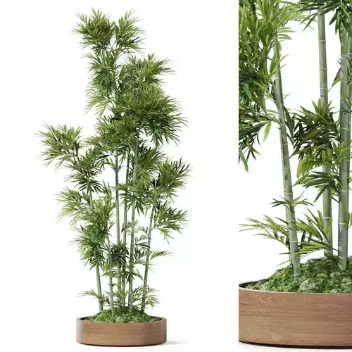 Plants collection 1195 3D model