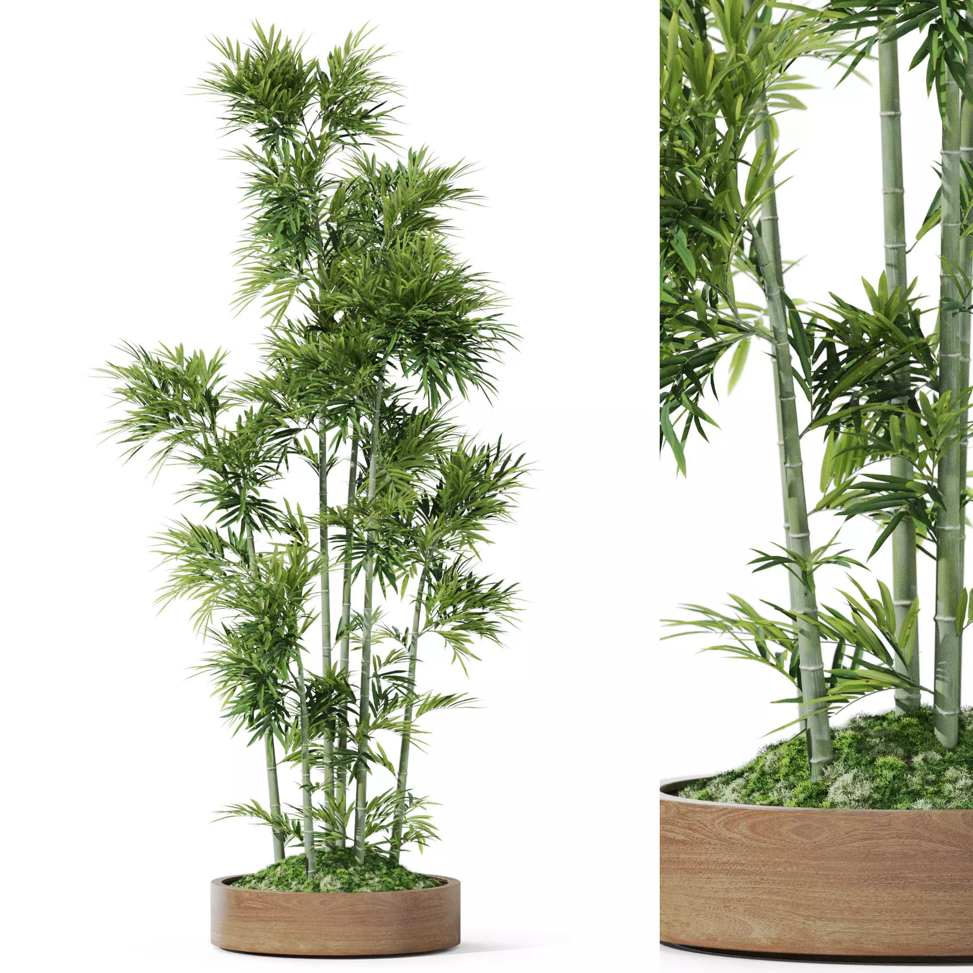 Plants collection 1195 3D model_0