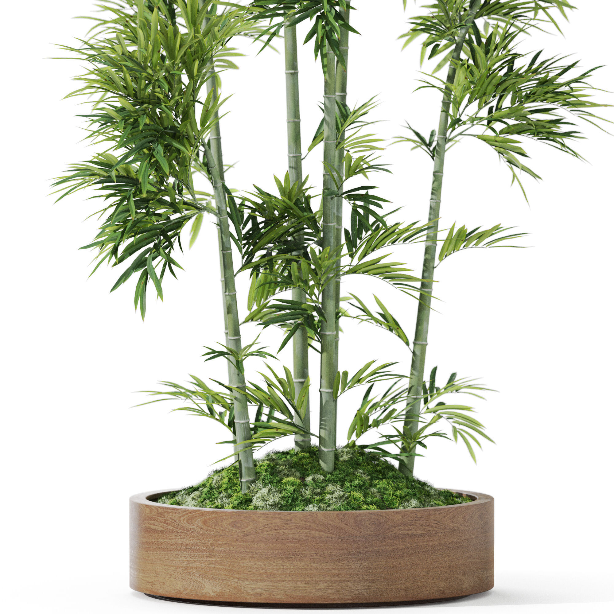 Plants collection 1195 3D model_2