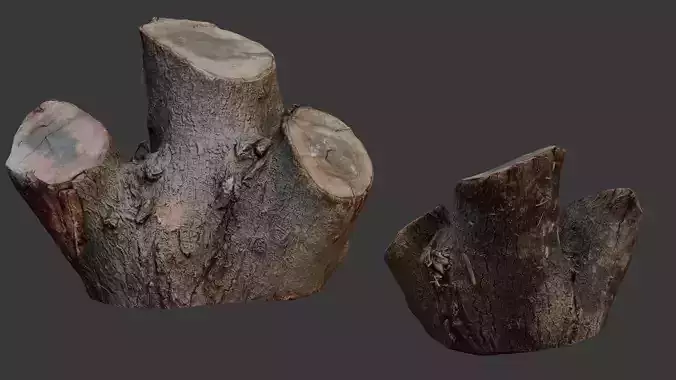 Tree Stump 3D Scan