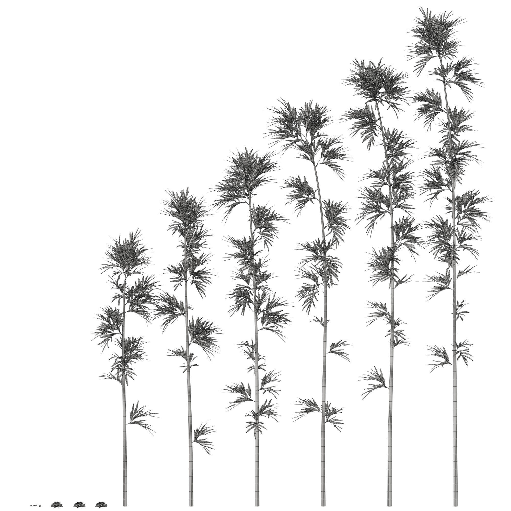 Plants collection 1197 Bamboo Scatter 3D model_7