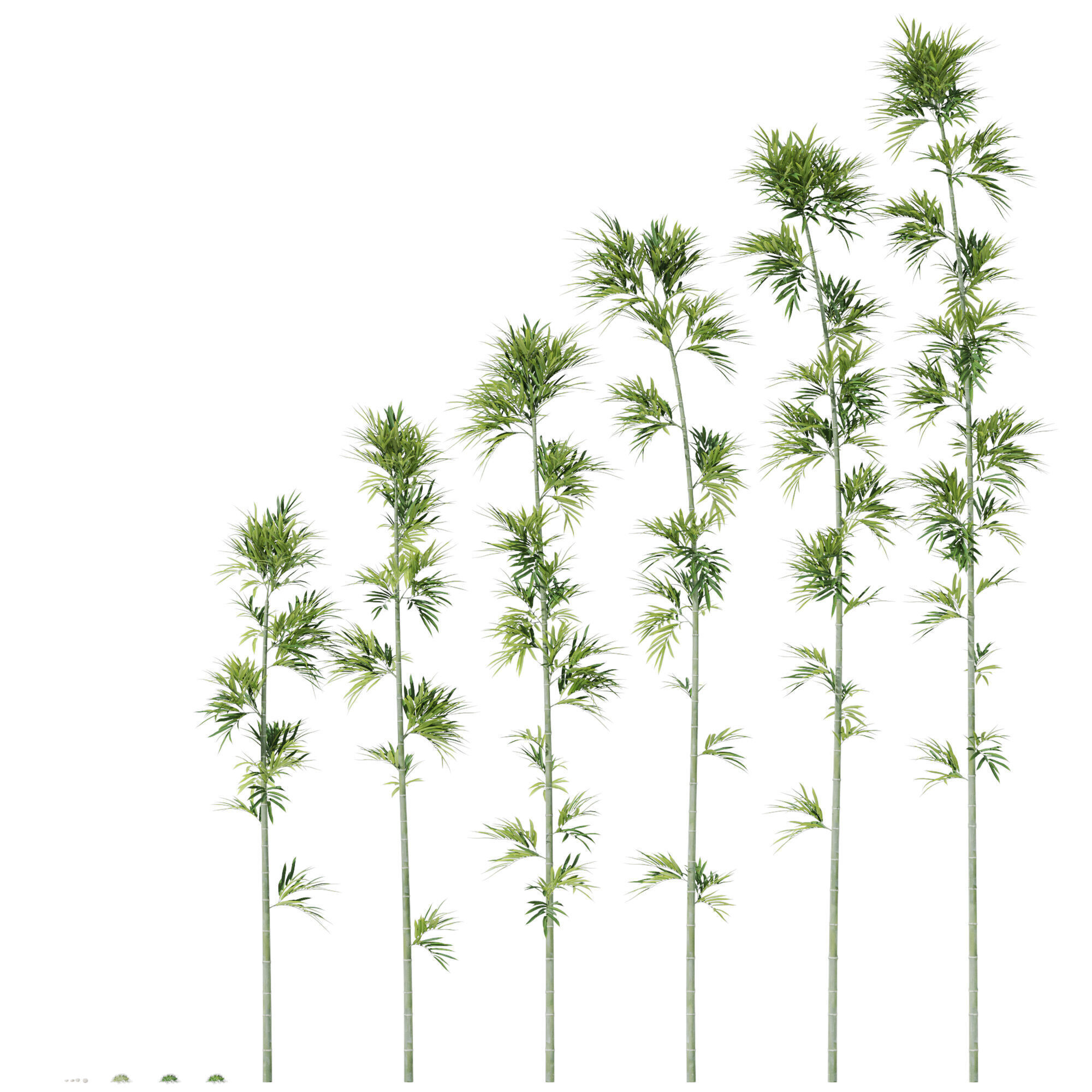 Plants collection 1197 Bamboo Scatter 3D model_1
