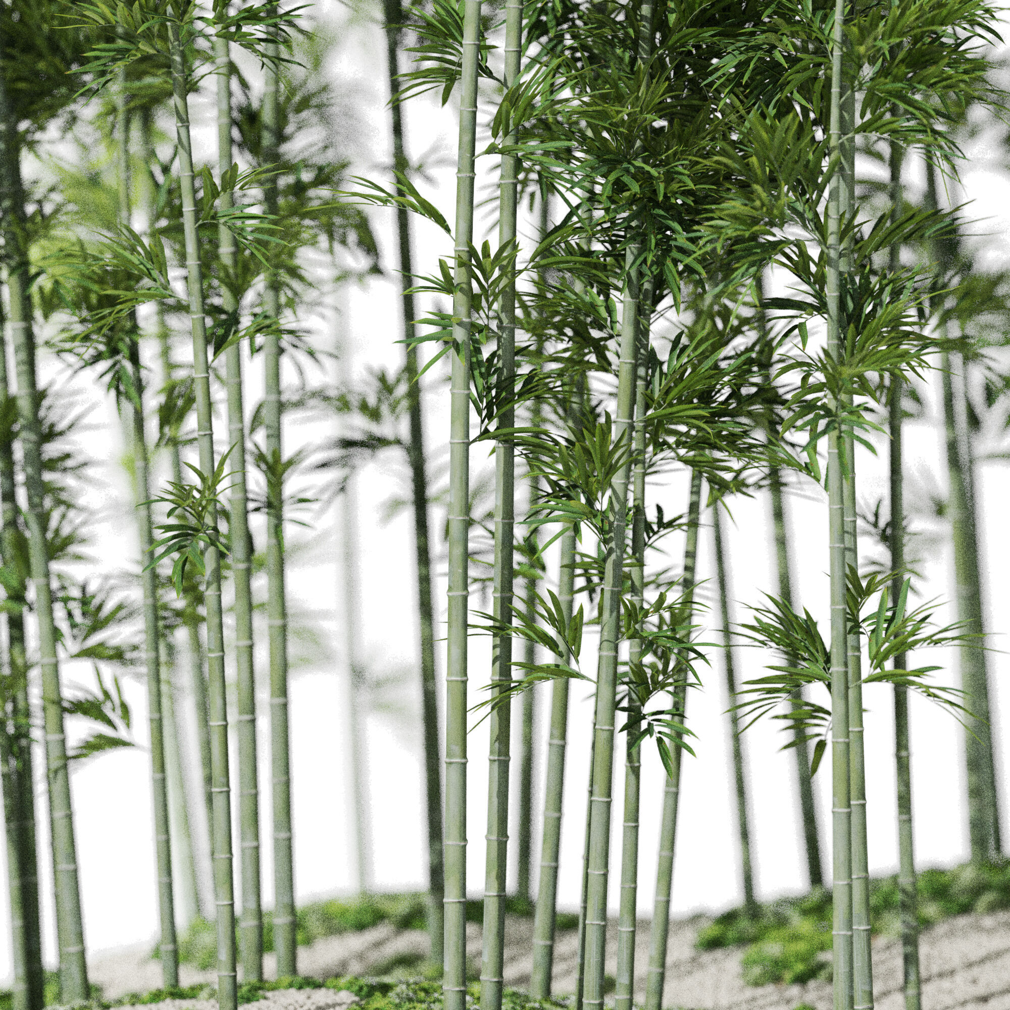 Plants collection 1197 Bamboo Scatter 3D model_3