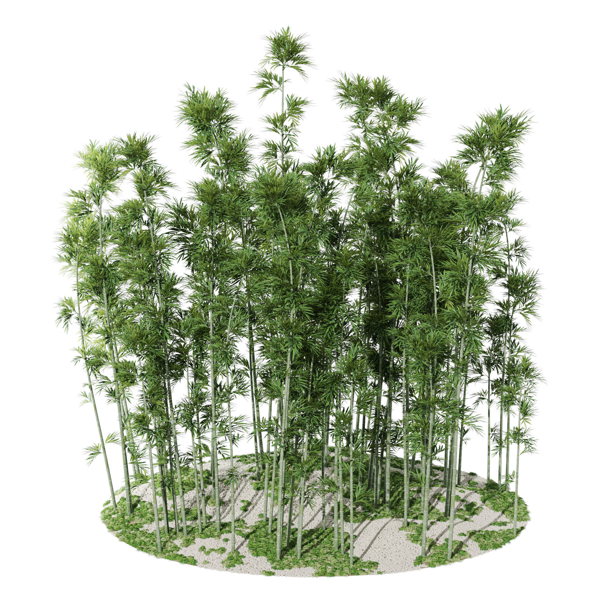 Plants collection 1197 Bamboo Scatter 3D model_4