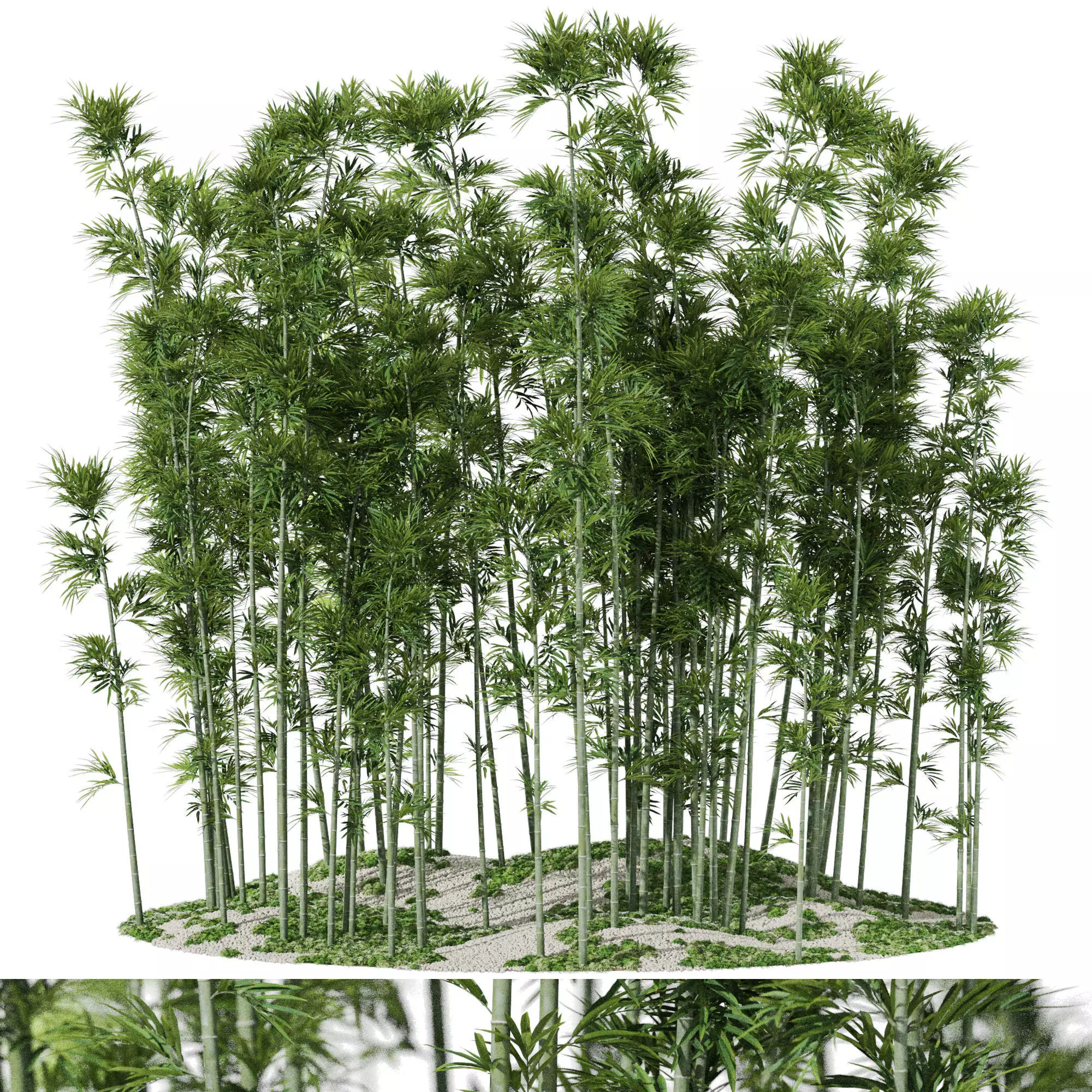 Plants collection 1197 Bamboo Scatter 3D model_0