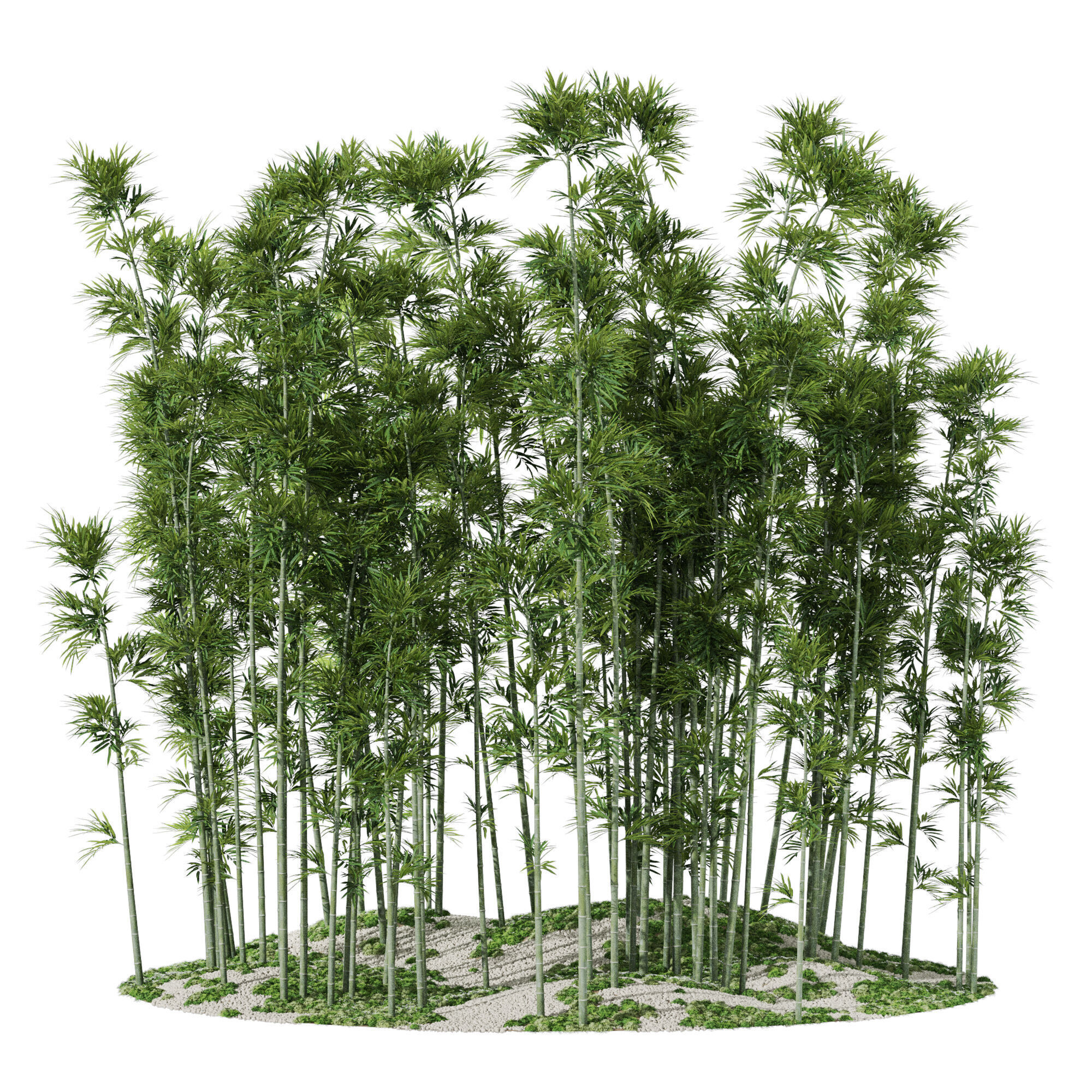 Plants collection 1197 Bamboo Scatter 3D model_2